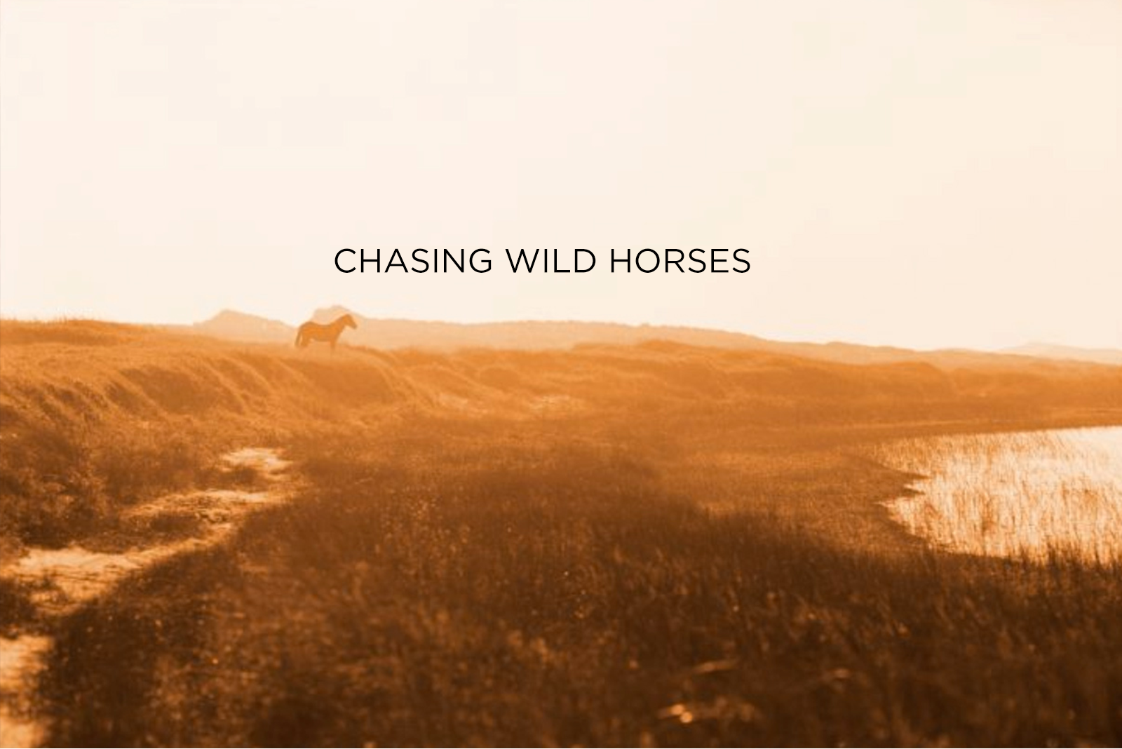 Wild Horses of Sable Island - Limited Edition Book